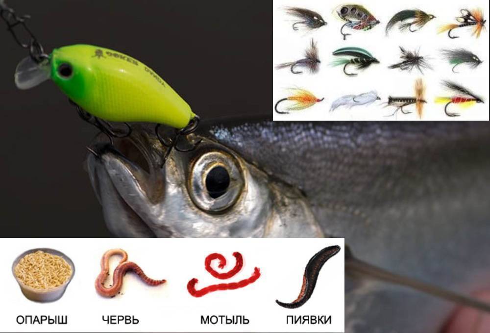 Рыбалка на чехонь: как ловить эту рыбу на резинку, подбор снастей