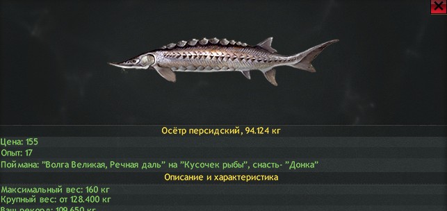Рыба «стерлядь» фото и описание