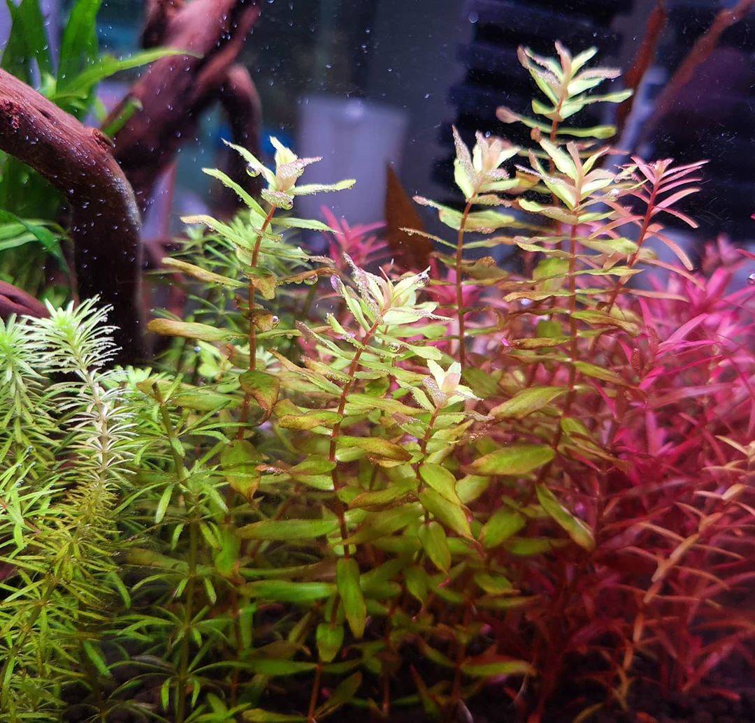 Ротала макрандра: особенности ухода и содержания в домашнем аквариуме. разновидности: зеленая (грин), красная, узколистная и прочие