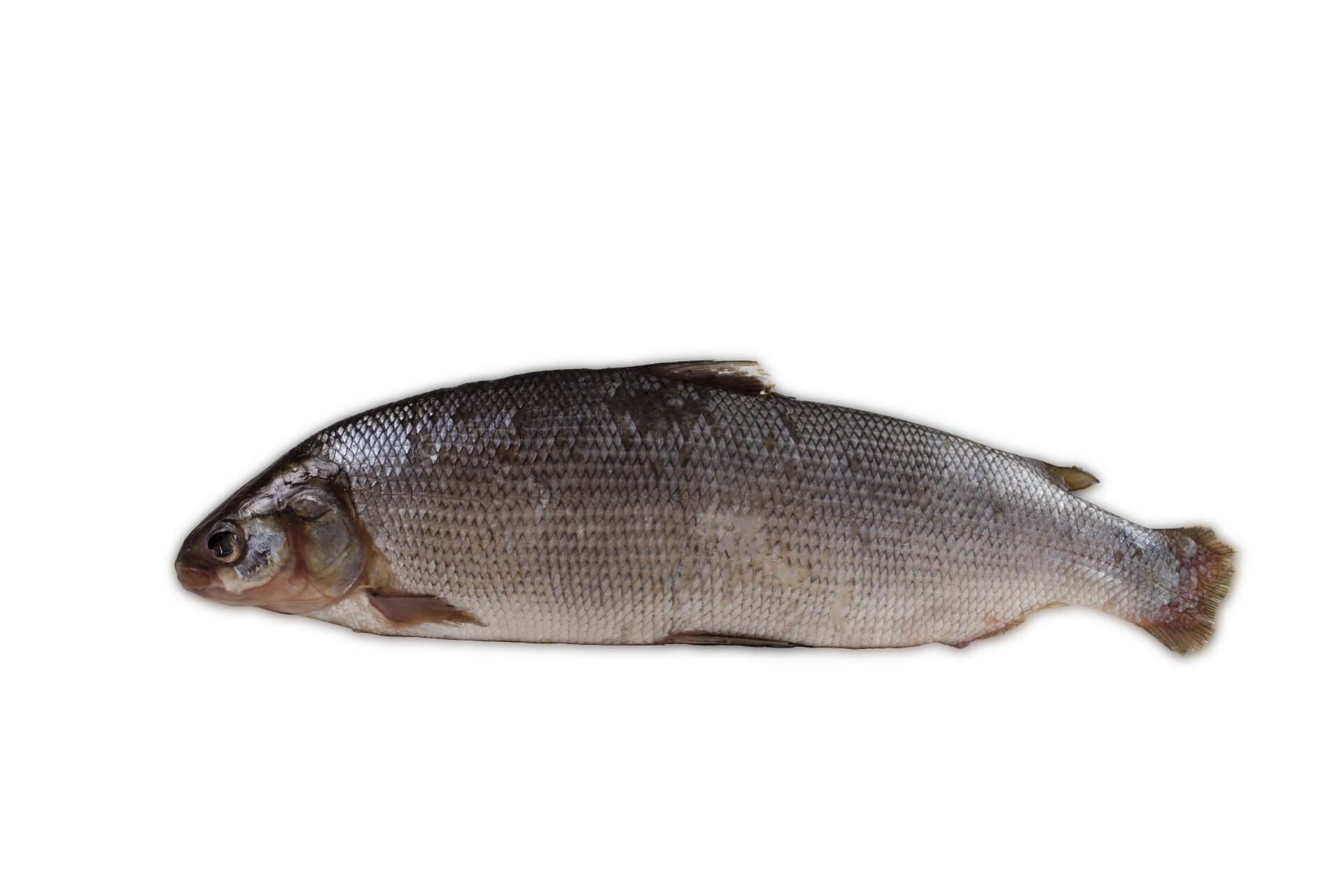 Рыба «Пелядь» фото и описание