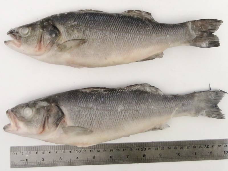 Рыба сибас: описание, места обитания и применение в кулинарии