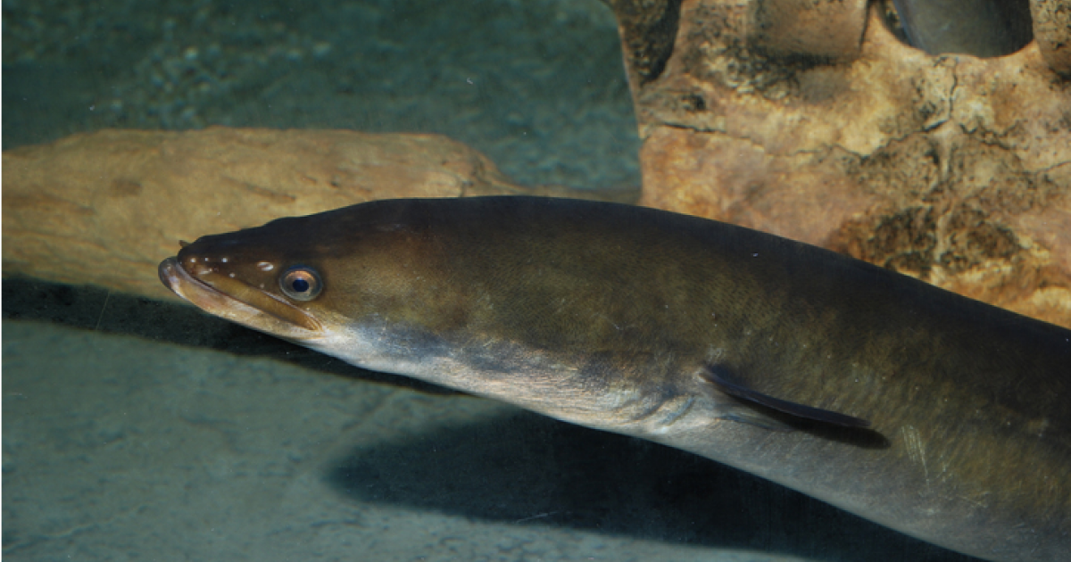 Угорь. рыба-феномен - записки натуралиста | некоммерческий учебно-познавательный интернет-портал зоогалактика