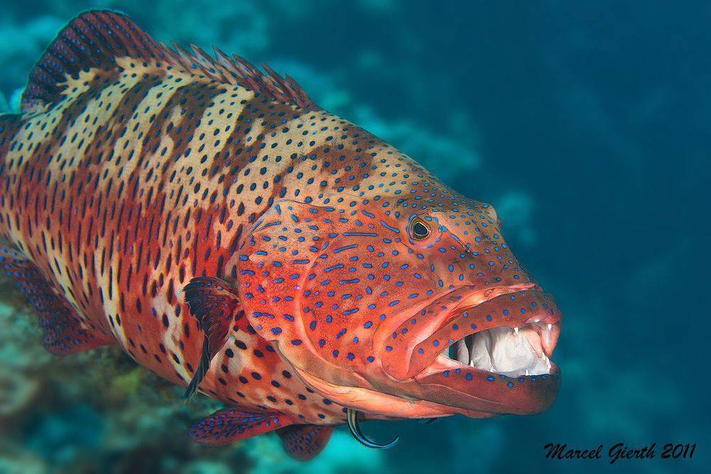 Рыба «окунь солнечный оранжевый длинноухий» фото и описание