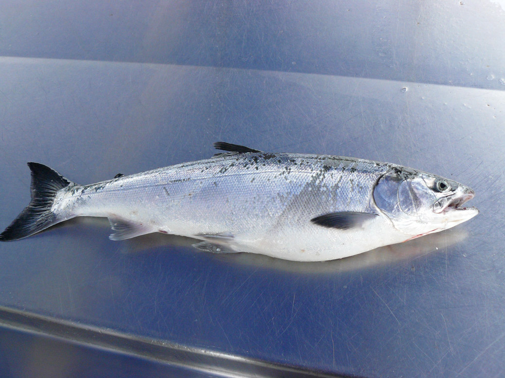 Кижуч - полезные свойства и фото красной рыбы, рецепты с ней