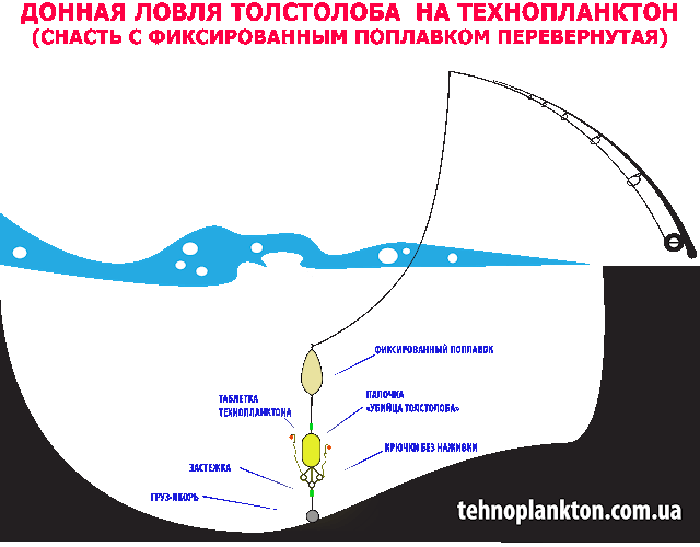 оснастка для ловли толстолобика, оснастка для ловли толстолобика на технопланктон, ловля на технопланктон с поплавком, снасть для донной ловли толстолоба