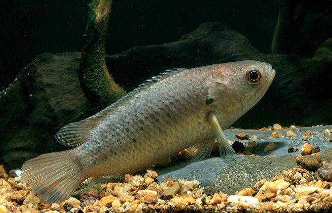 Анабас или рыба-ползун (anabas testudineus)