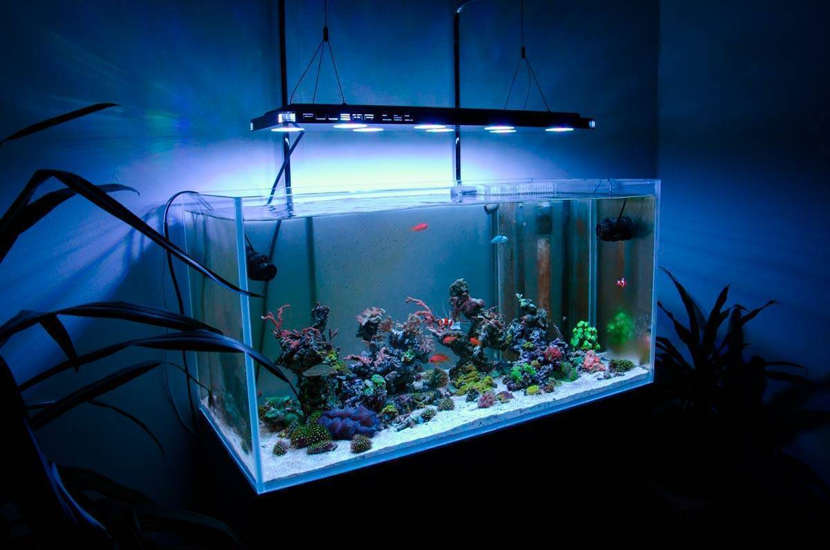 Свет в аквариуме сколько должен гореть: нужна ли подсветка ночью или выключать его, продолжительность светового дня для аквариумных рыб > свет и светильники