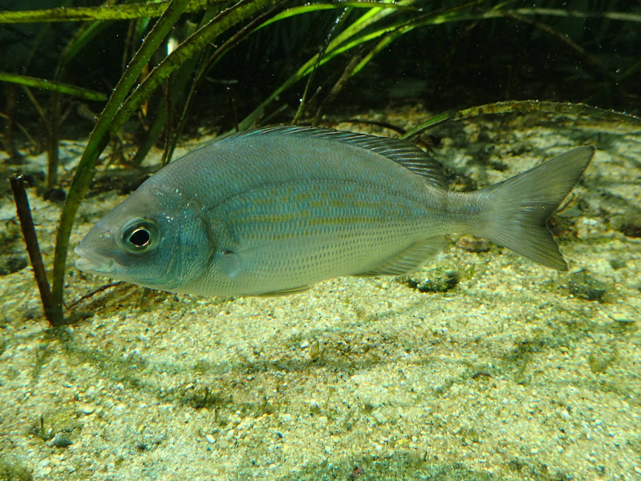 Рыба «морской карась-ласкирь» фото и описание