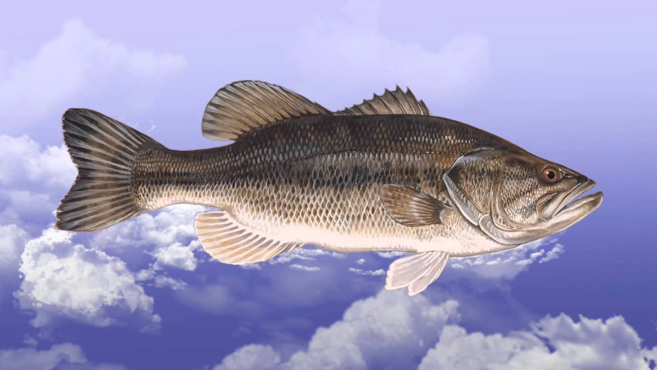Севрюга фото и описание – каталог рыб, смотреть онлайн