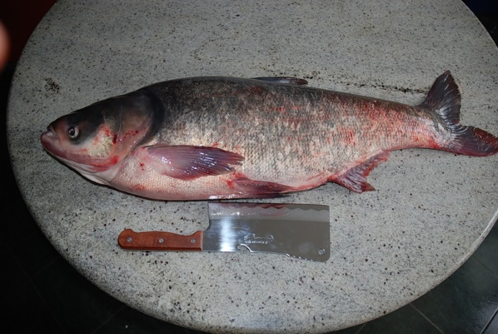 Рыба толстолобик - полезные свойства и рецепты приготовления