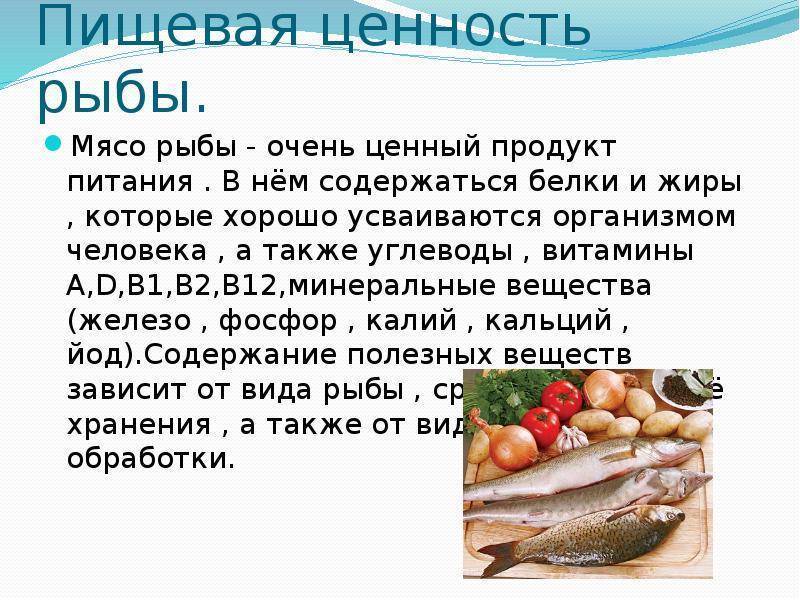 Польза сома: 125 фото рыбы, видео приготовления, польза и вред мяса сома