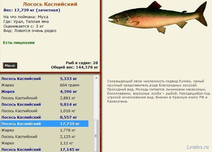 Рыбы каспийского моря | atmhunt - вестник охотника и рыбака