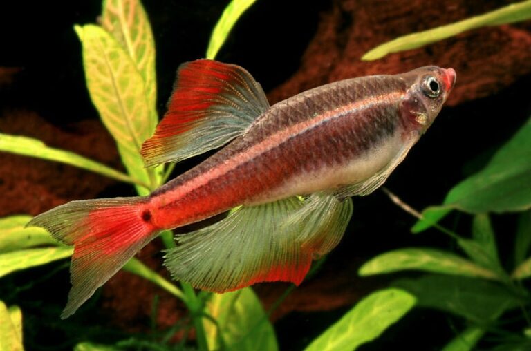 Аквариумная рыбка кардинал (tanichthys albonubes)