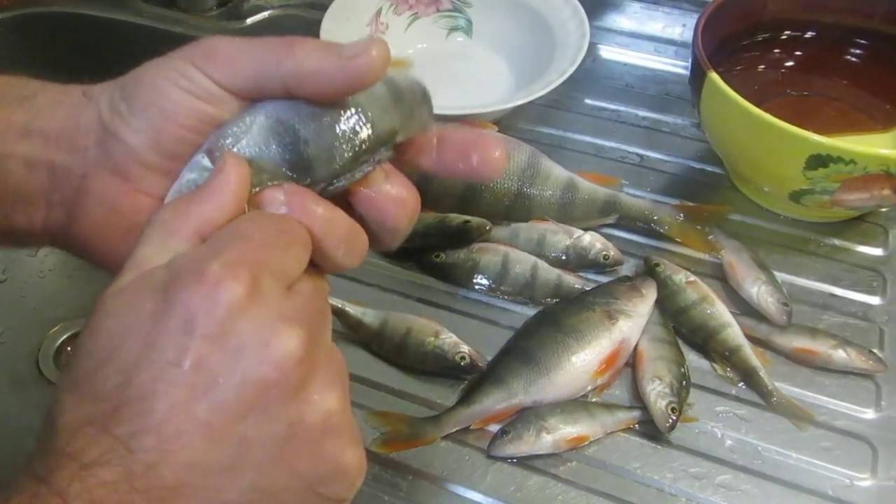 Как почистить окуня: способы быстро убрать чешую в домашних условиях, обработка замороженной морской рыбы