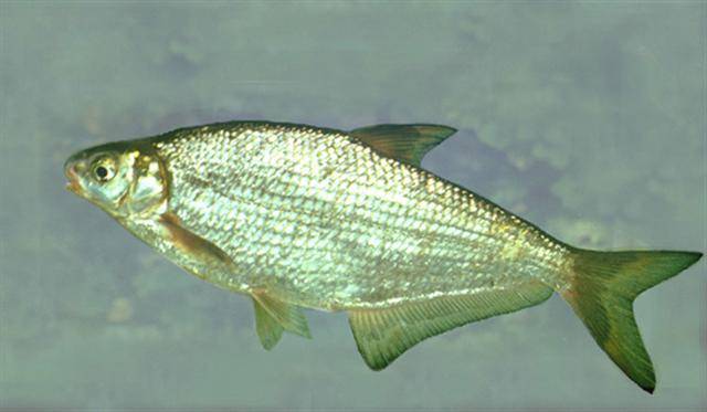 Чебак фото и описание – каталог рыб, смотреть онлайн