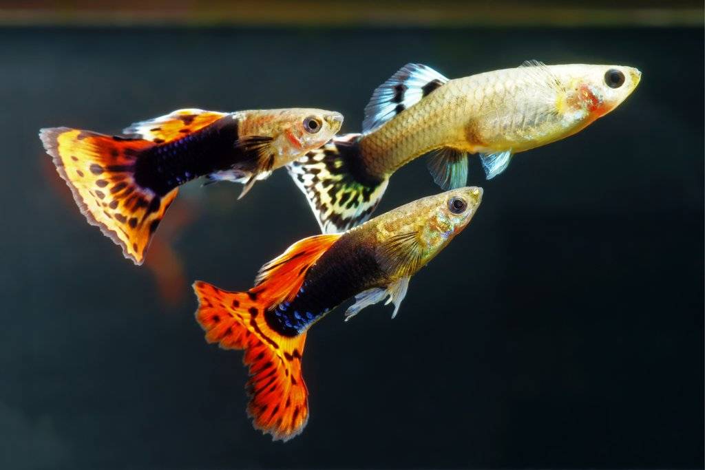Гуппи — красивая и неприхотливая рыбка | pet7