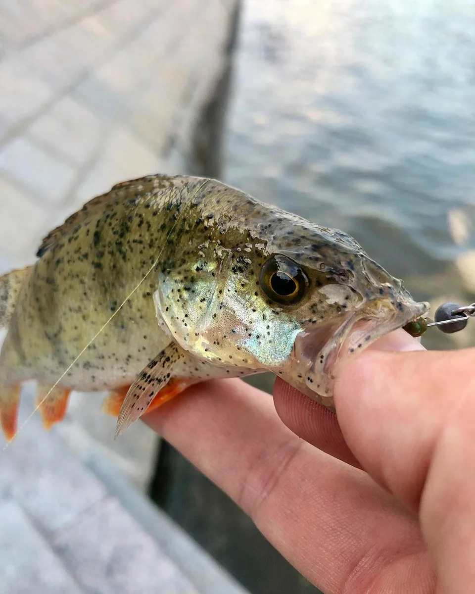 Странная рыбалка на окуневой точке