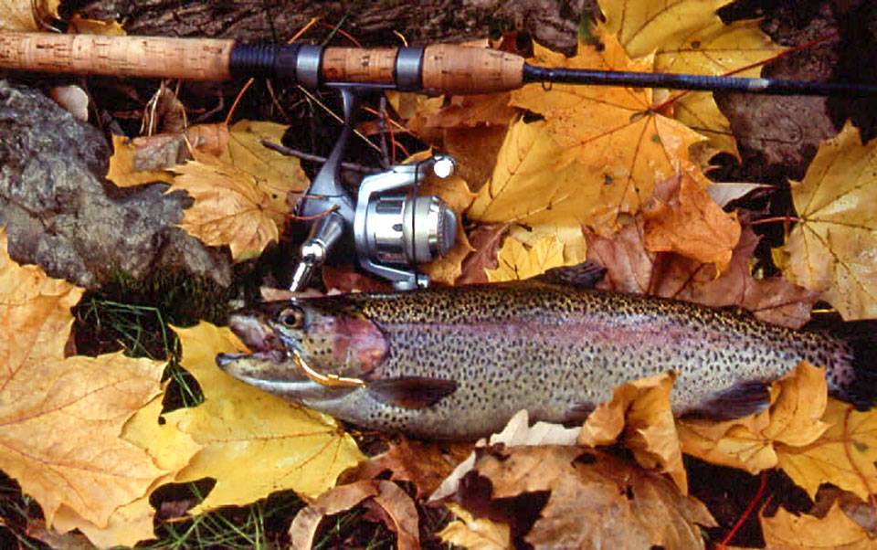 Ловля щуки осенью: какие приманки выбрать и что учесть при рыбалке