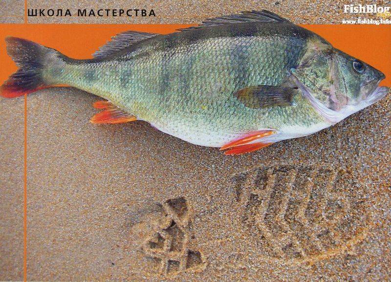 Ауха или китайский окунь – хищная рыба дальнего востока и китая