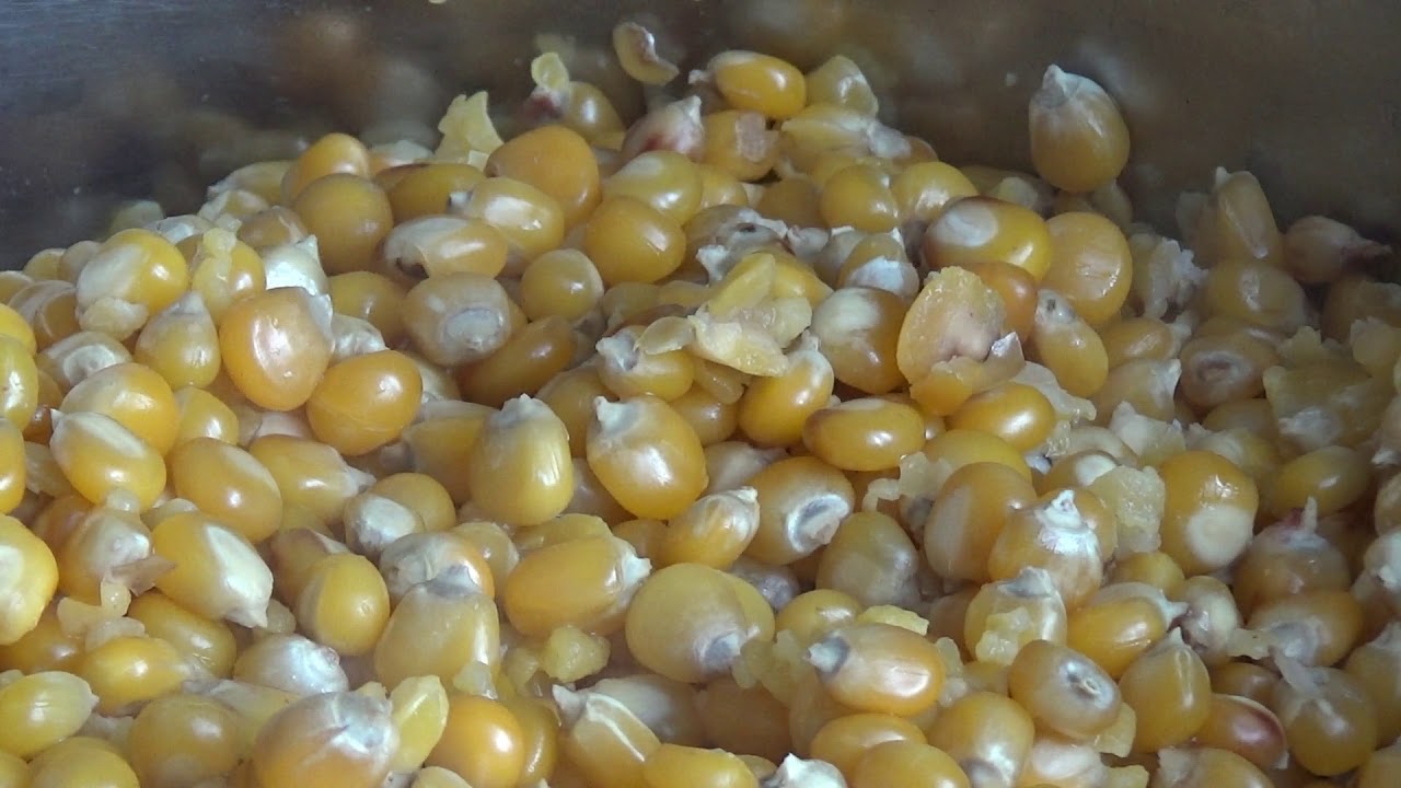 Ферментированная кукуруза для ловли карпа - приготовление кислой кукурузы