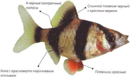 Рыбка в полоску – суматранский барбус