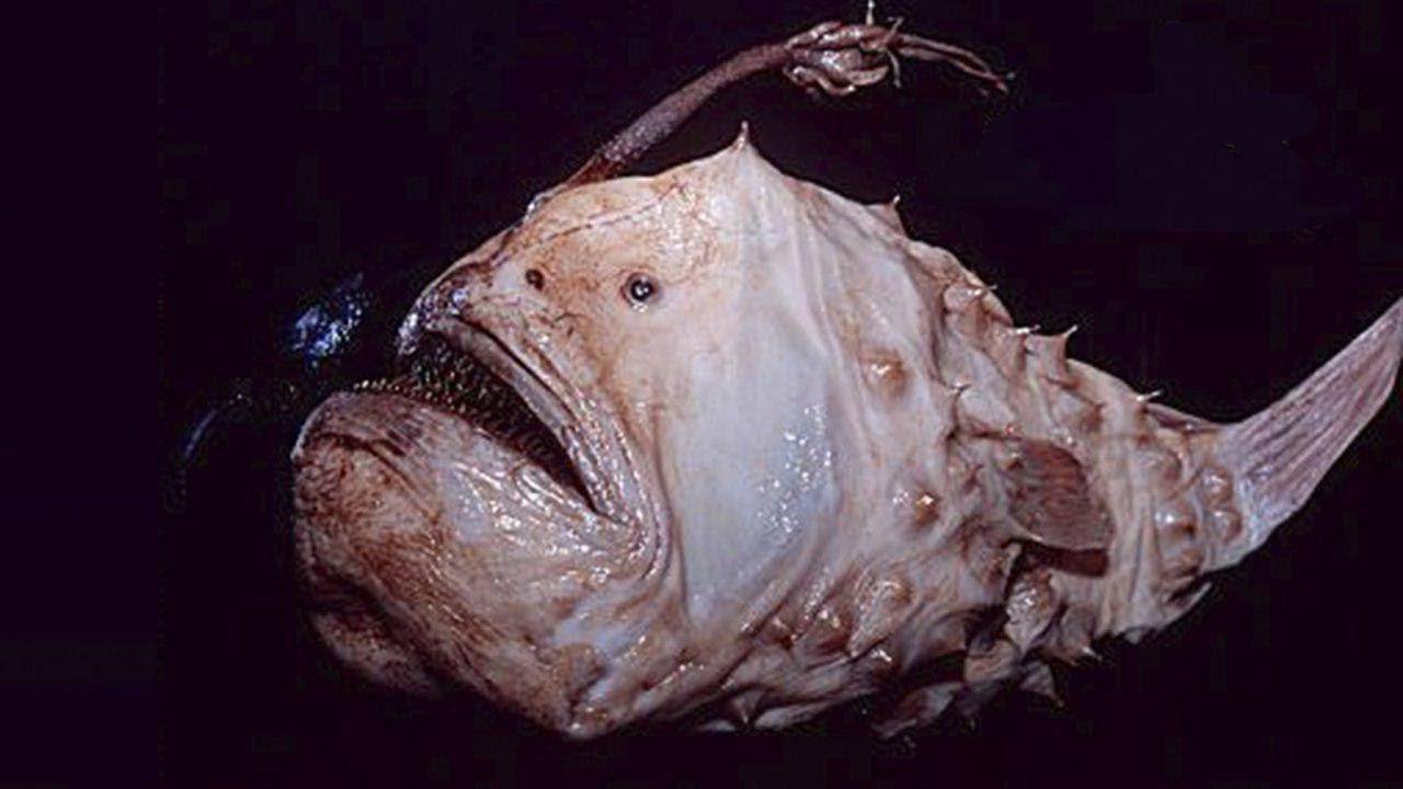 Морской черт – рыба-удильщик с отталкивающим внешним видом :: syl.ru
