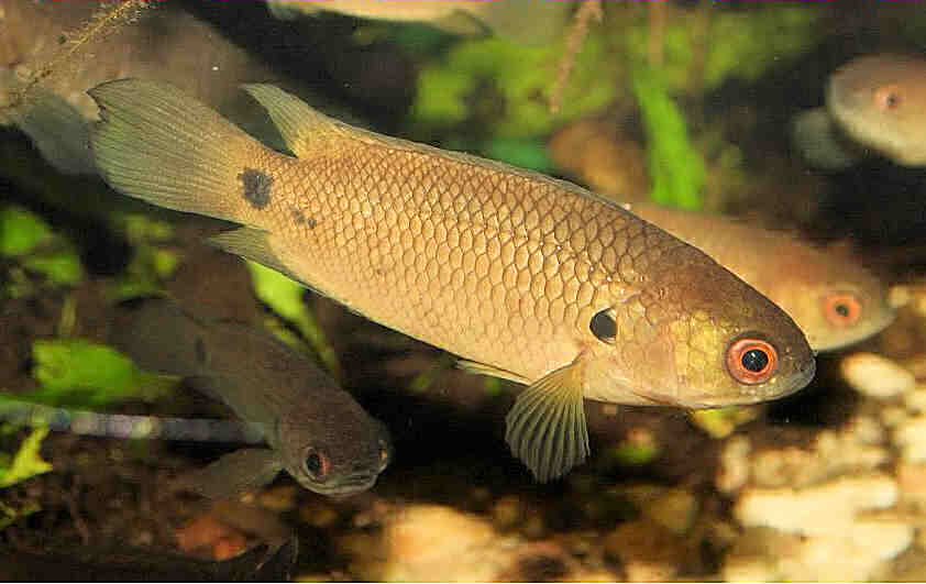 Рыба анабас (ползун): внешний вид, поведение, продолжительность жизни, параметры воды, совместимость, фото, размножение
