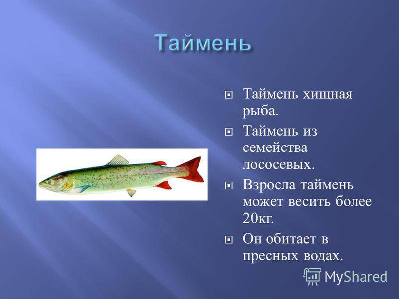 Таймень (рыба): где водится, как готовить, полезные свойства :: syl.ru
