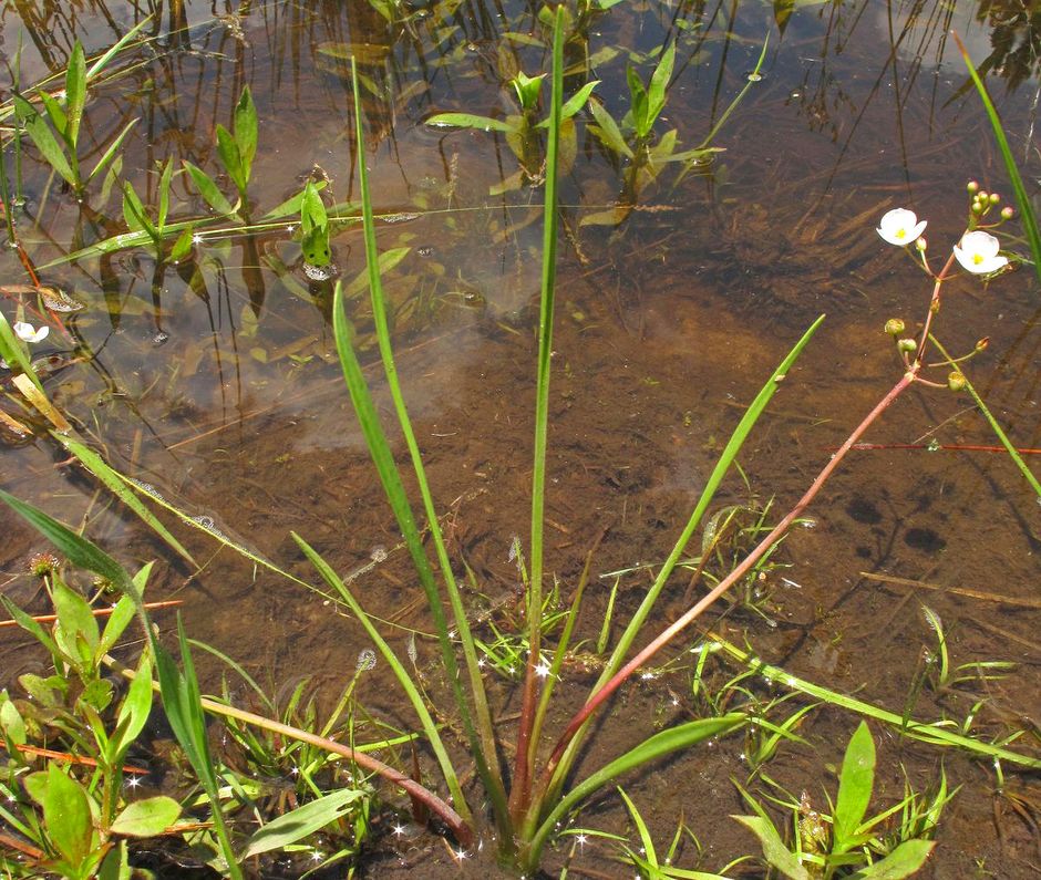 Растение сагиттария: содержание и уход, виды и размножение - ribulki.ru