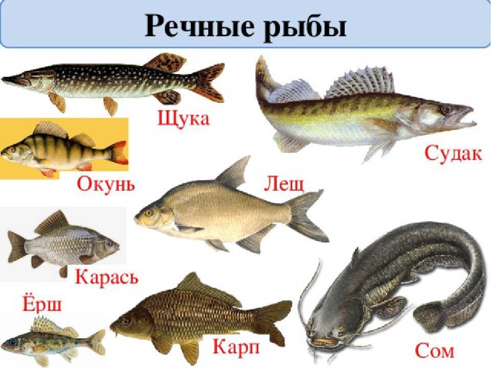 Лещ - подробное описание рыбы: где обитает, чем питается