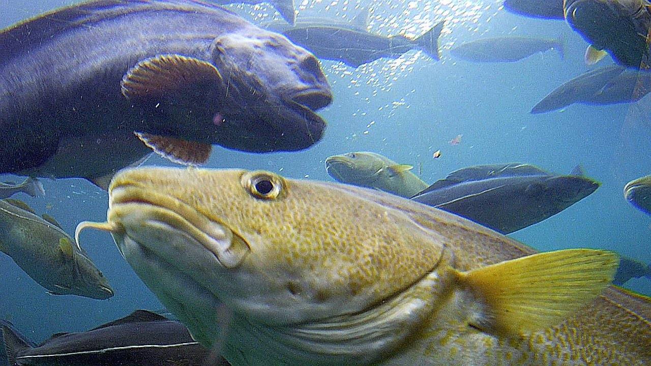 Рак американский сигнальный фото и описание – каталог рыб, смотреть онлайн