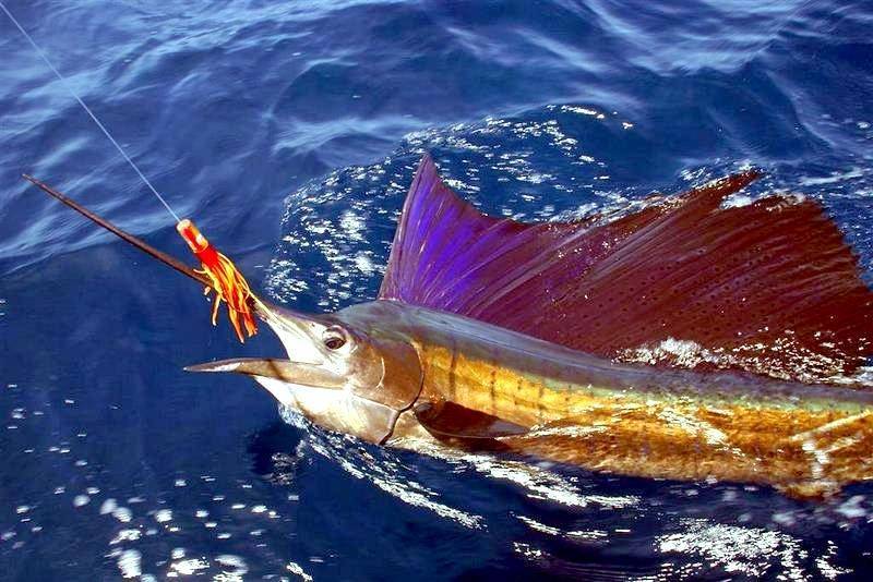 Парусник — рыба, плавающая быстрее всех рыб в мире. ловля, описание, скорость