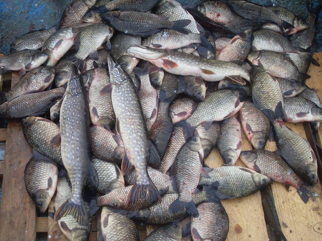 Платная и бесплатная рыбалка в витебской области – суперулов – интернет-портал о рыбалке