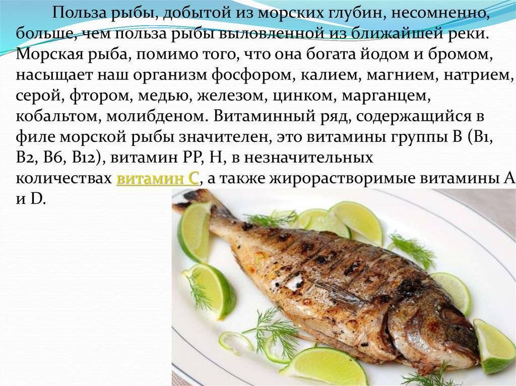 Рыба сом: польза и вред, советы при покупке ценного мяса