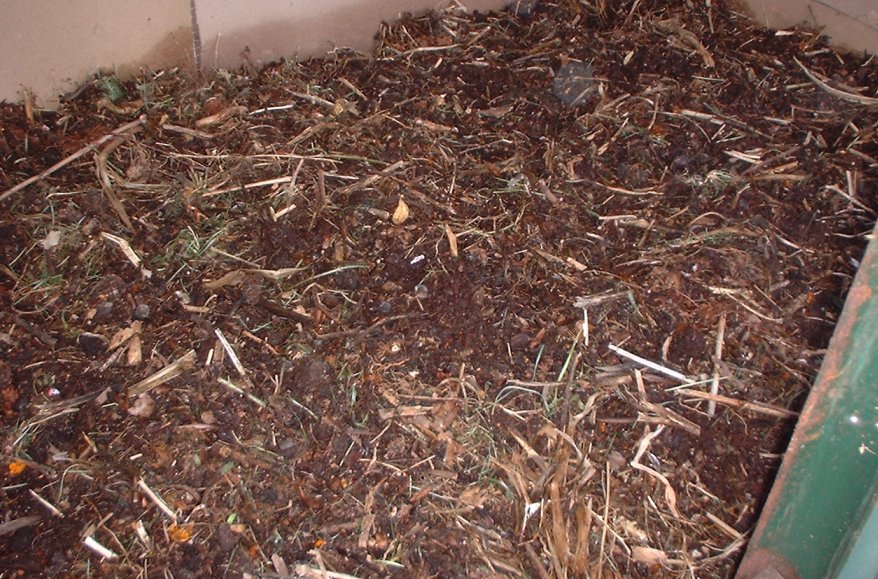 Разведение калифорнийских и дождевых червей в домашних условиях. условие содержания и выращивания.