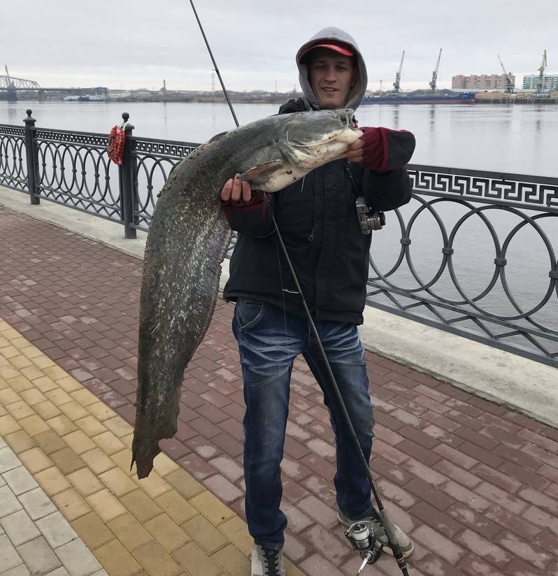 Какая рыба ловится в астрахани. Рыбалка в Астрахани. Рыба в Неве. Самая большая рыба в Астрахани. Астрахань рыболовство.