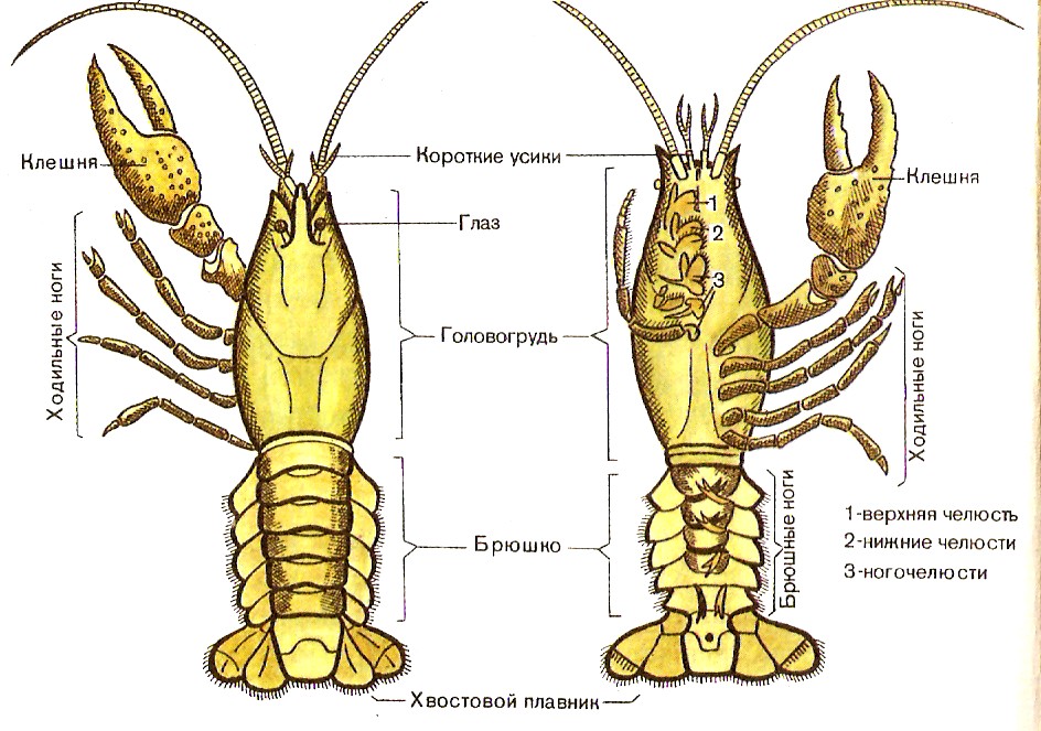 Внешнее строение речного рака