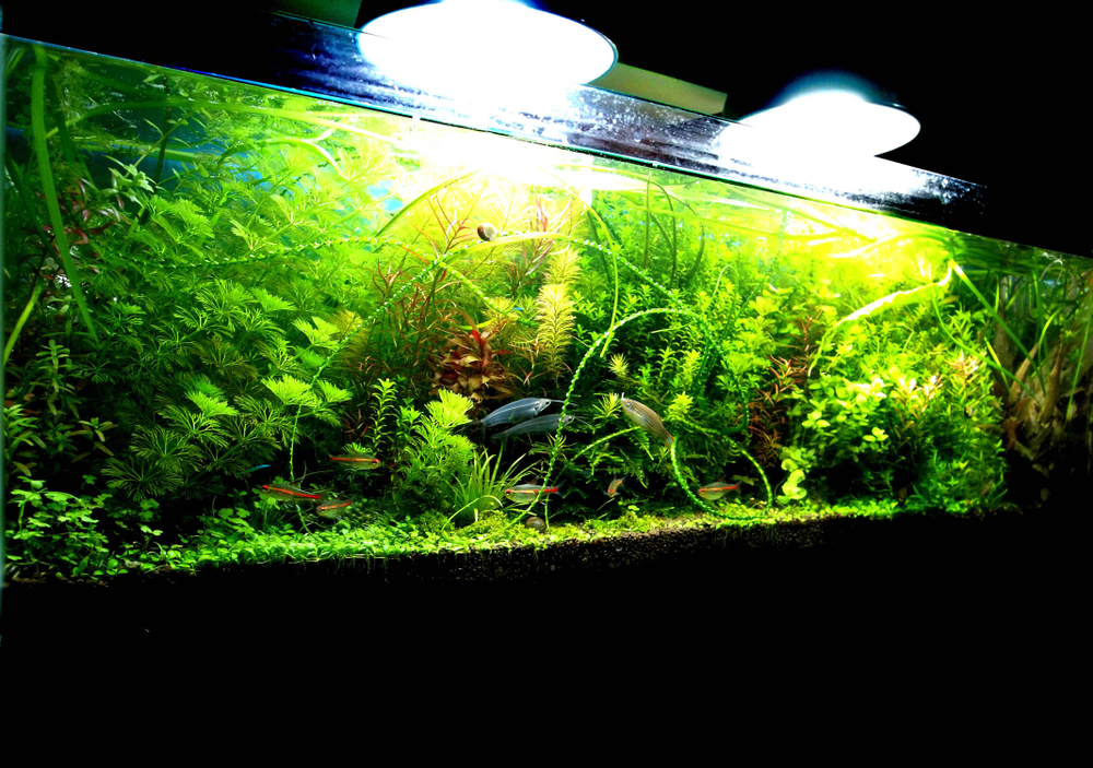 Сколько времени освещать аквариум — правила расчета продолжительности освещения и светового дня.