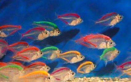 Стеклянный окунь рыба. образ жизни и среда обитания стеклянного окуня