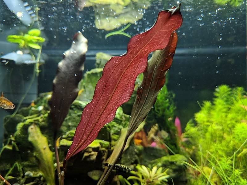 Эхинодорусы - аквариумные растения