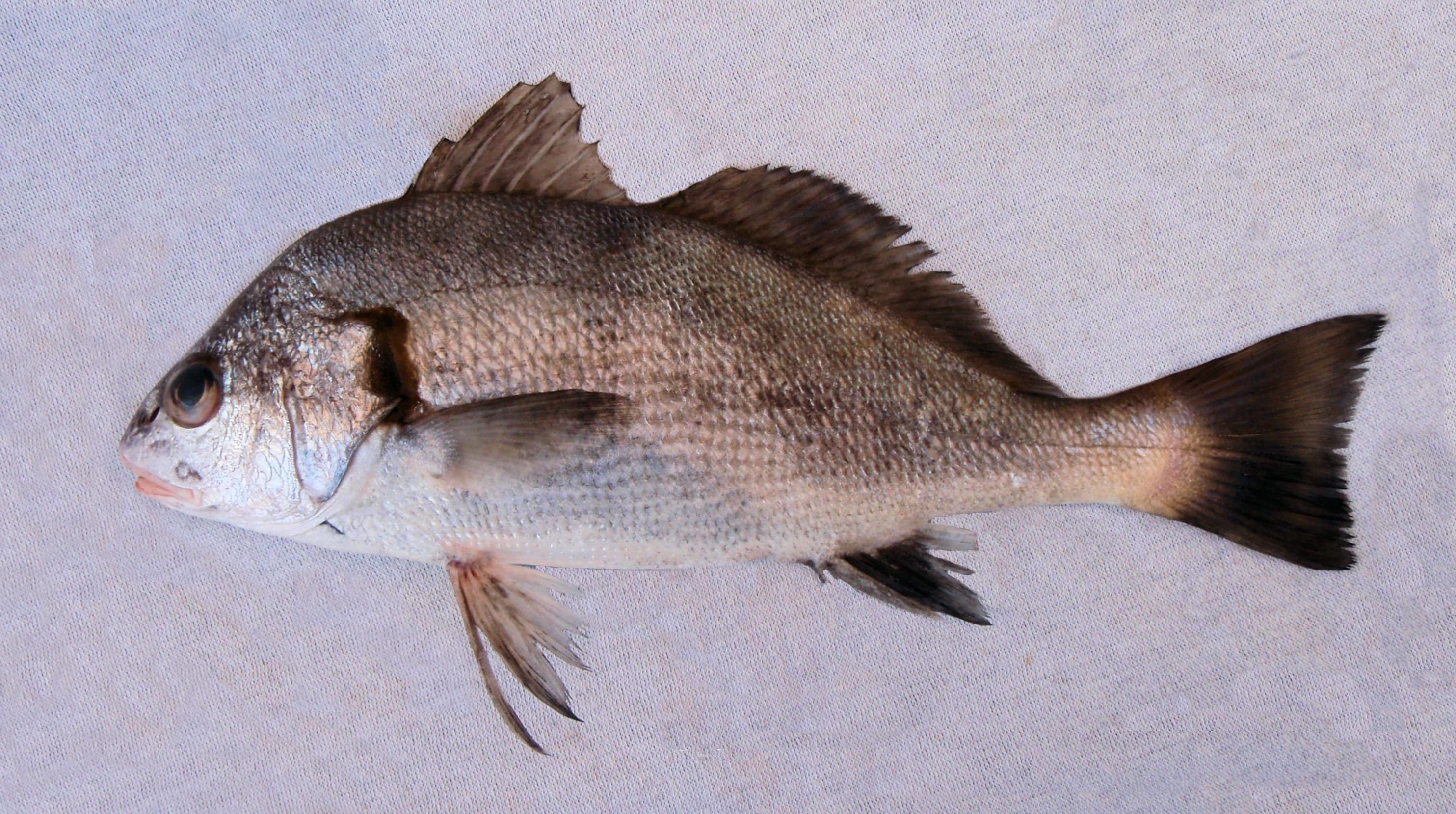 Рыба «белорыбица» фото и описание