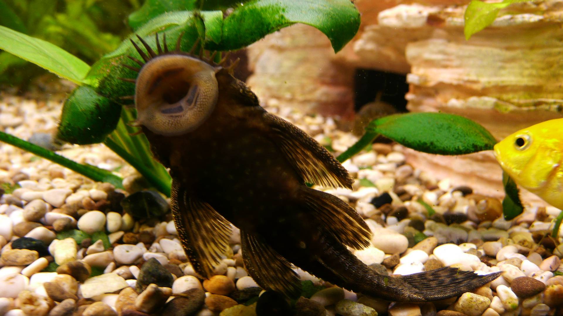 Чистильщики аквариума: рыбки которые чистят от грязи, лучшие санитары, фото