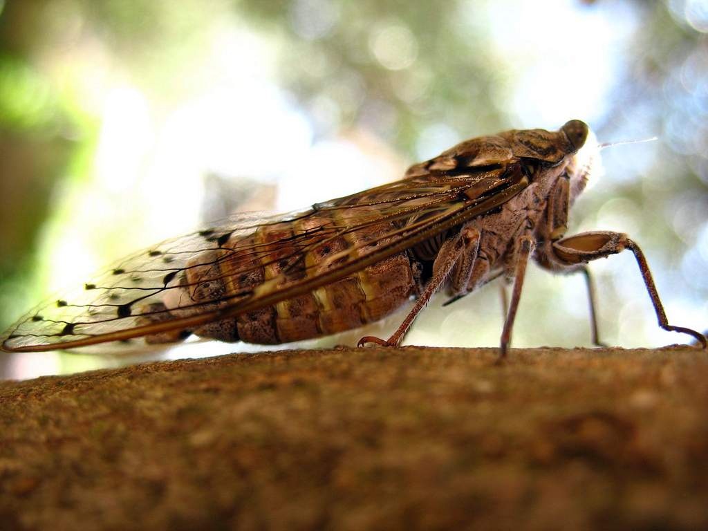 Жуки - общая характеристика и разновидности насекомых