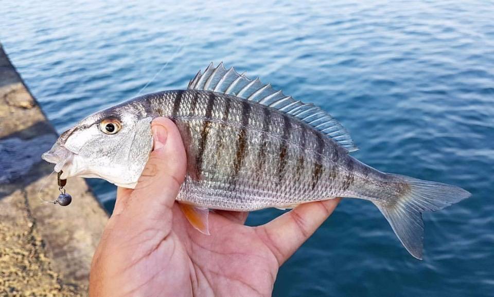 Рыба «сельдь атлантическая» фото и описание
