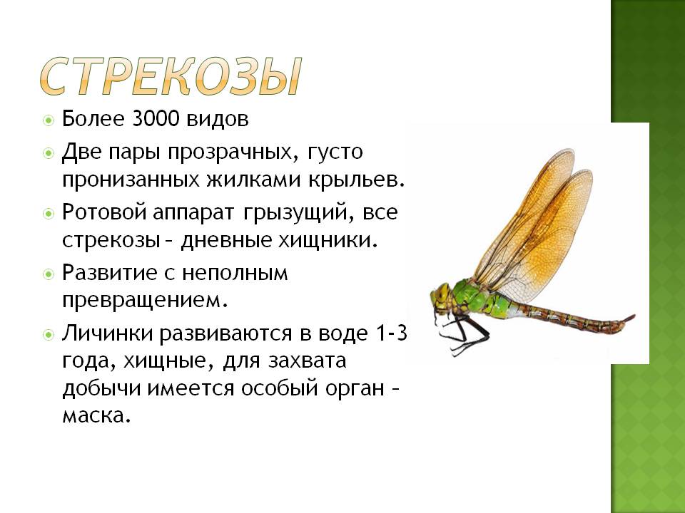 Казара — личинка стрекозы - fishingwiki
