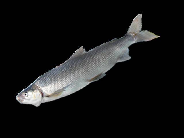 Лосось благородный фото и описание – каталог рыб, смотреть онлайн