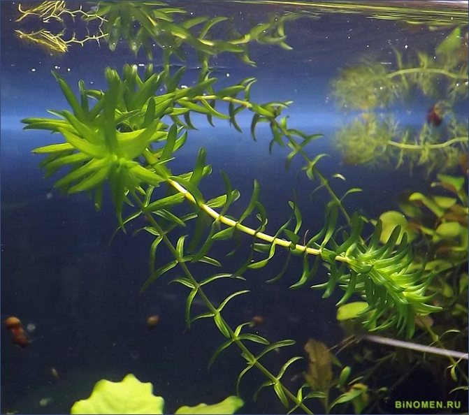 Аквариумное растение элодея: описание, размножение, виды
