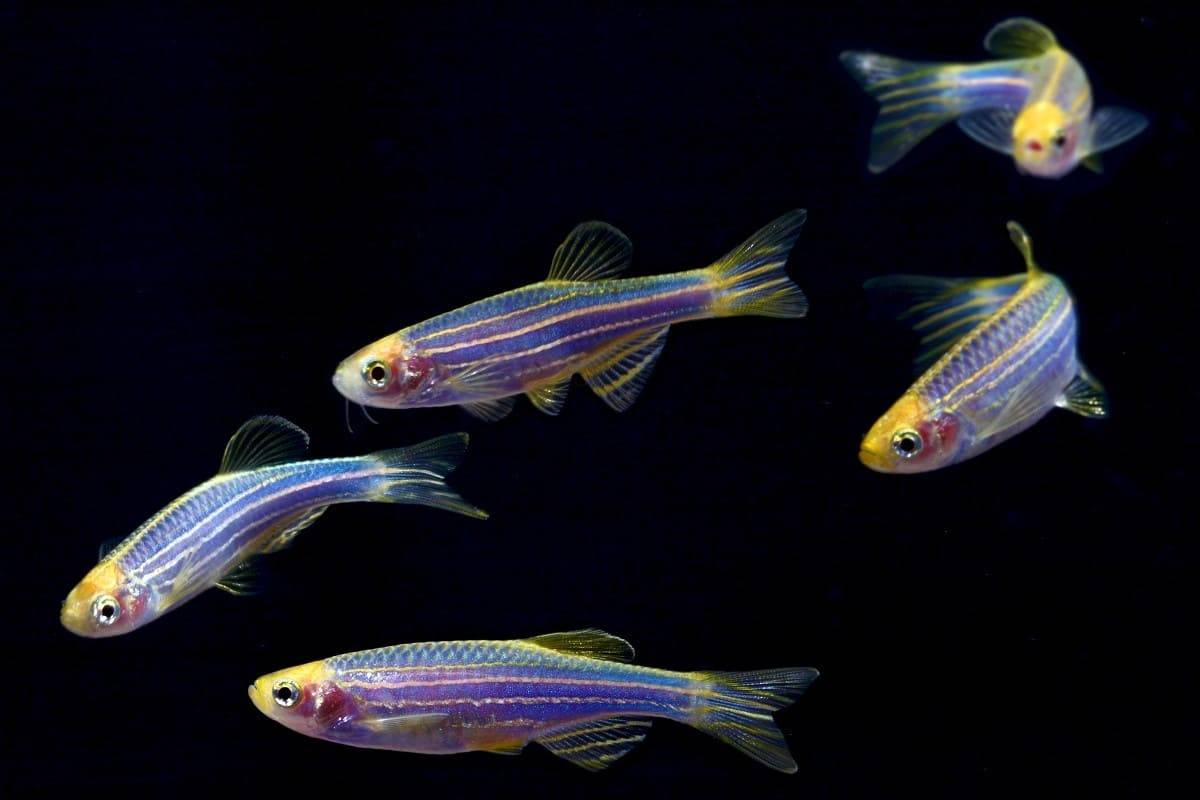 Разведение и размножение рыбок данио в домашних условиях