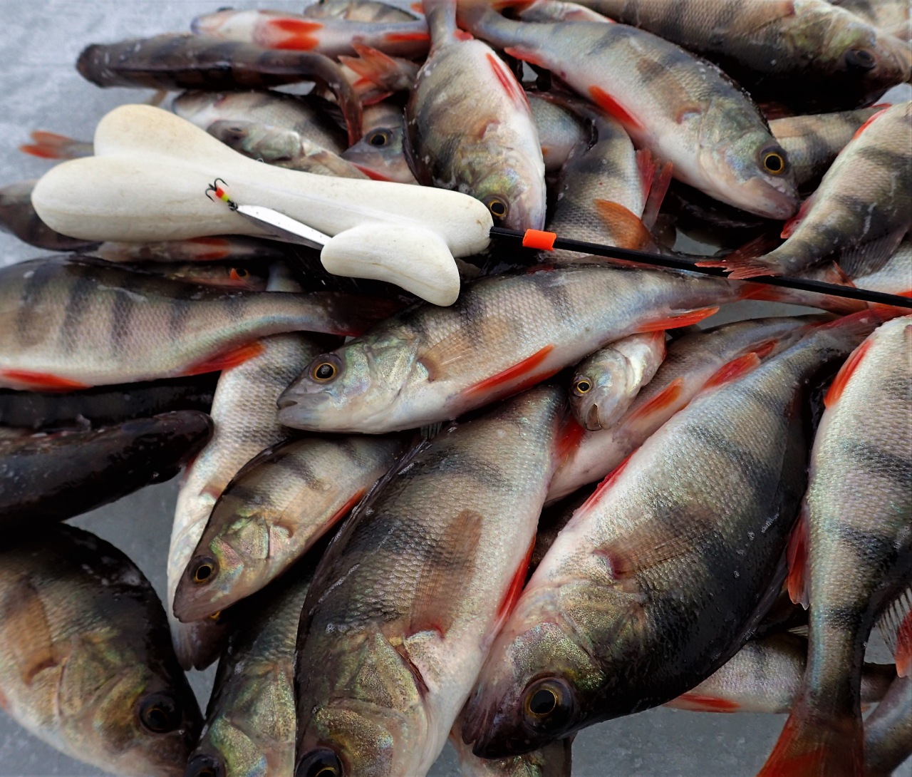 Рыбалка в тверской области 2021: рыбалка на волге, запрет, платная рыбалка