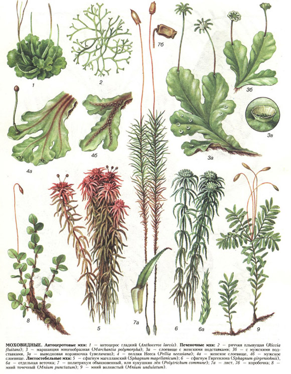 Растения относящиеся к мхам примеры и названия